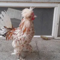 خروس جوان و زیبا، قیمت توافقی