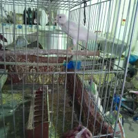 دو عدد قناری نر و ماده|پرنده|بروجرد, |دیوار