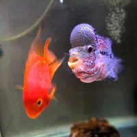 ماهی فلاور وجفت خورده با پرد