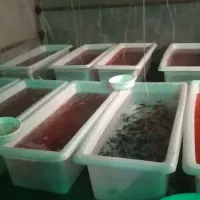 ماهی قرمز عید