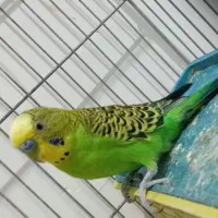 پرنده ای مرغ عشق|پرنده|کازرون, |دیوار