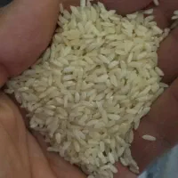 برنج گسترش و اروگوئه|خوردنی و آشامیدنی|نورآباد, |دیوار