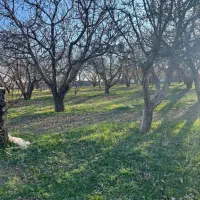 250مترباغ موقعیت عال ی