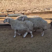 میش جوان|حیوانات مزرعه|فولادشهر, زاینده رود|دیوار