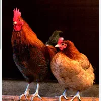 واگذاری مرغ و خروس