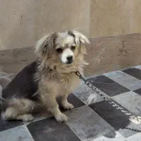 سگ .. شیتزو روباهی|سگ|شهرکرد, |دیوار