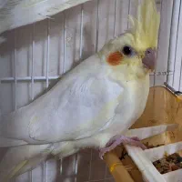 گرینچیک و عروس هلندی|پرنده|مشهد, نوده|دیوار