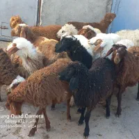 کاور ما|حیوانات مزرعه|کوزران, |دیوار