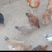 فروش ۱۳ عدد مرغ و‌خروس محلی