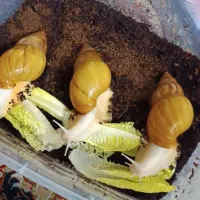 حلزون کلاژن ساز