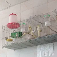 مرغ عشق پروانه ای و عروس هلندی موجوده جوجه محلی 30|پرنده|جیرفت, |دیوار