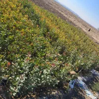 نهال پسته۴۰۴ فروشی