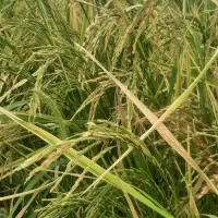 سرمایه برای  برداشت  برنج با سود بالا