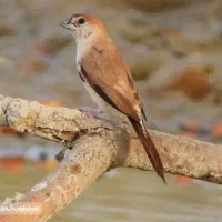 فنچ هندی|پرنده|بم, |دیوار