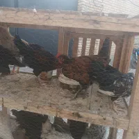 چند خروس ریش چهل تاج پاپری