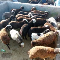 بره نر کیلویی 325