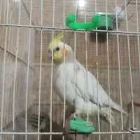 عروس هلندی با قفس|پرنده|گلبهار, شهر جدید گلبهار|دیوار