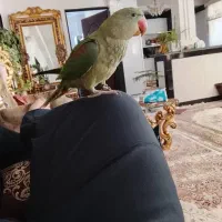 شاه طوطی نر|پرنده|خوی, |دیوار