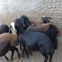 میش آبستن ۶ راس و یه بره ماده داشتی درجه یک