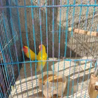 پرنده