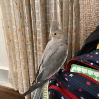 عروس هلندی نر دستی و باهوش و سخنگو با قفس|پرنده|تهران, جیحون|دیوار