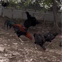 جوجه لاری