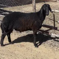 بره قوچ همو