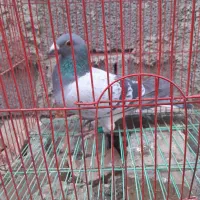 کبوتر مسافتی