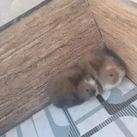 یک جفت خرگوش فانتزی