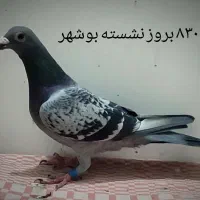 کبوتر مسافتی نشسته و شناسنامه دار|پرنده|سمنان, |دیوار