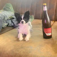 شیواوا ماده بالغ موبلند سایز صفر