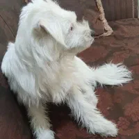 سگ  تریر|سگ|تهران, مظاهری|دیوار