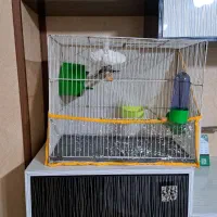 فنچ|پرنده|مشهد, عامل|دیوار