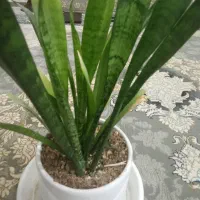 گل فیکوس|گل و گیاه طبیعی|سبزوار, شرق کال عیدگاه|دیوار