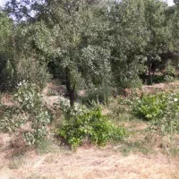 باغچه ۳۰۰متری درقزوین|فروش زمین و ملک کلنگی|کرج, برغان|دیوار