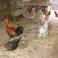 تخم مرغ های نطفه دار زینتی صددرصدتضمینی