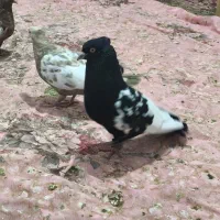 سینه سیاه|پرنده|شیراز, قصرالدشت|دیوار