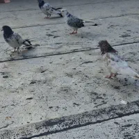 کبوتر|پرنده|شاهدشهر, |دیوار