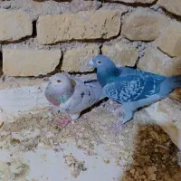 گم شده هفته پیش