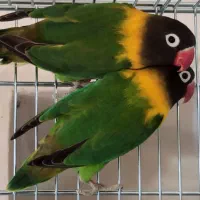 معامله انواع پرندگان زینتی، طوطی، فنچ، قناری