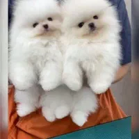 پوم سگ پامر خرسی.پامرانین عروسکی گرید A|سگ|شیراز, فرهنگ شهر|دیوار