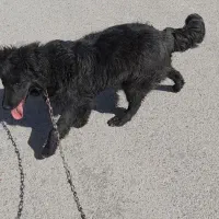 سگ هاسکی|سگ|رفسنجان, |دیوار