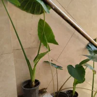 باباآدم جاینت و تنه قرمز|حراج|قم, در بهشت|دیوار