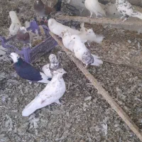 ۱۵ عدد کبوتر|پرنده|کرج, کمال‌شهر|دیوار