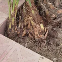 پاجوش نخل بریم