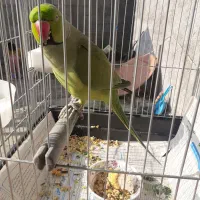 طوطی ملنگو سخنگو رام با قفس تمام لوازم