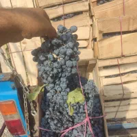 انگور دیمی سردشت