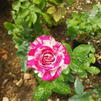 گل رز هلندی در چندین رنگ متنوع و خاص
