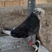 کفتر شازده سیاه و سرور نوک قناربا دوتا جوجه