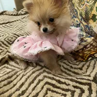 جفت نرو ماده پامر|سگ|کرج, گلشهر|دیوار